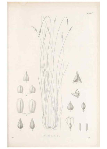 Reproducción/Reproduction 48682564508: Illustrations of the genus Carex. London :William Pamplin,1858-1867.. 