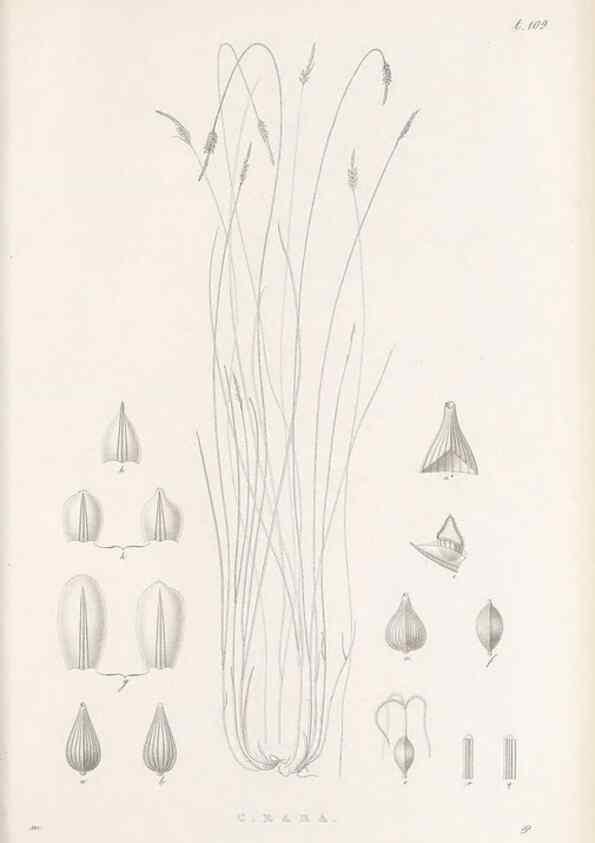 Reproducción/Reproduction 48682564508: Illustrations of the genus Carex. London :William Pamplin,1858-1867.. 