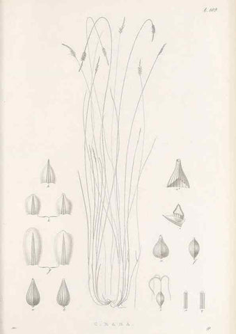Reproducción/Reproduction 48682564508: Illustrations of the genus Carex. London :William Pamplin,1858-1867.. 