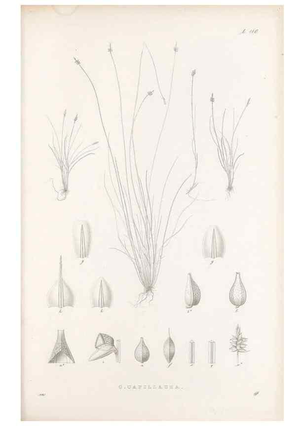 Reproducción/Reproduction 48682905001: Illustrations of the genus Carex. London :William Pamplin,1858-1867.. 