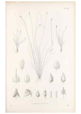 Reproducción/Reproduction 48682905001: Illustrations of the genus Carex. London :William Pamplin,1858-1867.. 