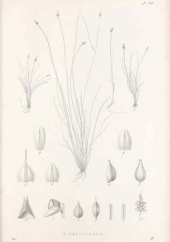 Reproducción/Reproduction 48682905001: Illustrations of the genus Carex. London :William Pamplin,1858-1867.. 