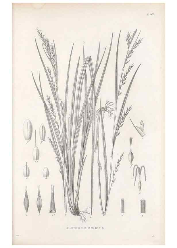 Reproducción/Reproduction 48682564933: Illustrations of the genus Carex. London :William Pamplin,1858-1867.. 