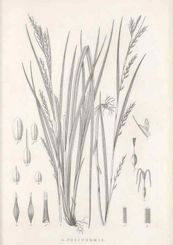 Reproducción/Reproduction 48682564933: Illustrations of the genus Carex. London :William Pamplin,1858-1867.. 