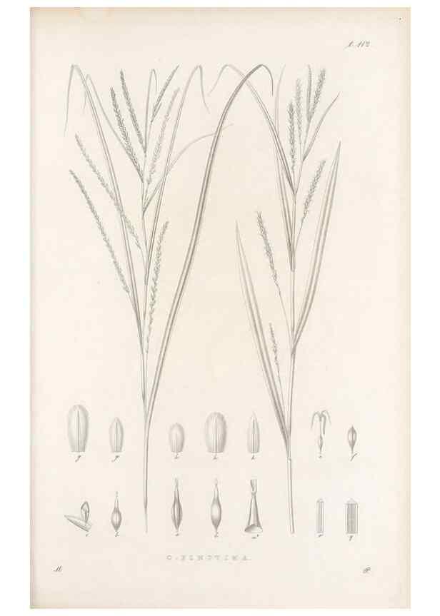 Reproducción/Reproduction 48682565208: Illustrations of the genus Carex. London :William Pamplin,1858-1867.. 