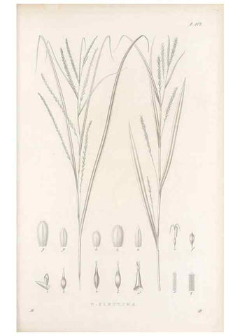 Reproducción/Reproduction 48682565208: Illustrations of the genus Carex. London :William Pamplin,1858-1867.. 