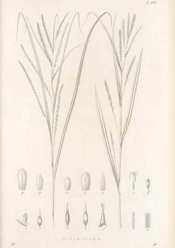 Reproducción/Reproduction 48682565208: Illustrations of the genus Carex. London :William Pamplin,1858-1867.. 