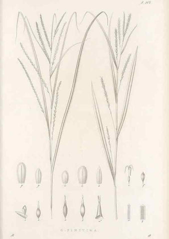 Reproducción/Reproduction 48682565208: Illustrations of the genus Carex. London :William Pamplin,1858-1867.. 