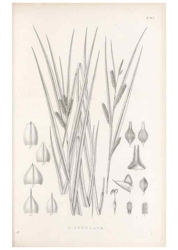 Reproducción/Reproduction 48683080587: Illustrations of the genus Carex. London :William Pamplin,1858-1867.. 