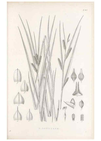 Reproducción/Reproduction 48683080587: Illustrations of the genus Carex. London :William Pamplin,1858-1867.. 
