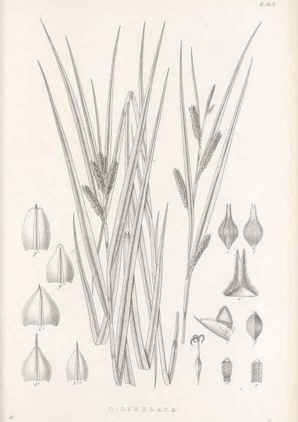 Reproducción/Reproduction 48683080587: Illustrations of the genus Carex. London :William Pamplin,1858-1867.. 