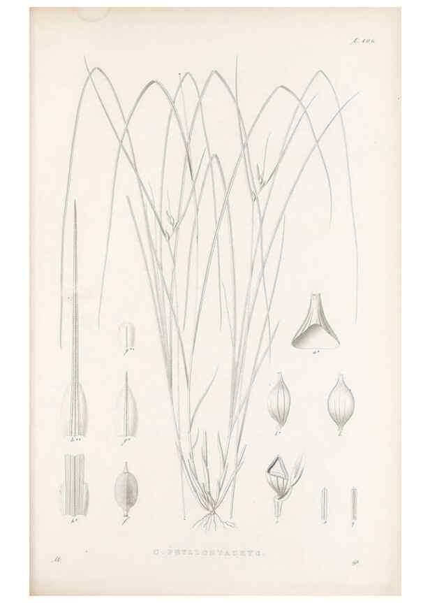 Reproducción/Reproduction 48683078947: Illustrations of the genus Carex. London :William Pamplin,1858-1867.. 