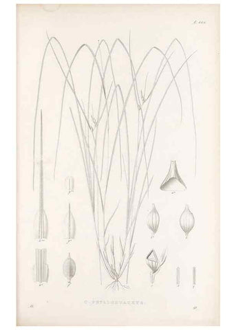 Reproducción/Reproduction 48683078947: Illustrations of the genus Carex. London :William Pamplin,1858-1867.. 