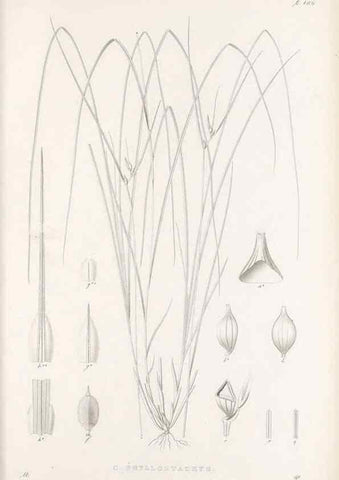 Reproducción/Reproduction 48683078947: Illustrations of the genus Carex. London :William Pamplin,1858-1867.. 