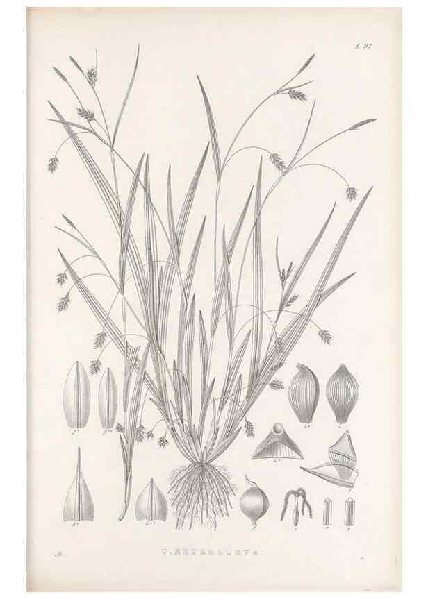 Reproducción/Reproduction 48683076707: Illustrations of the genus Carex. London :William Pamplin,1858-1867.. 
