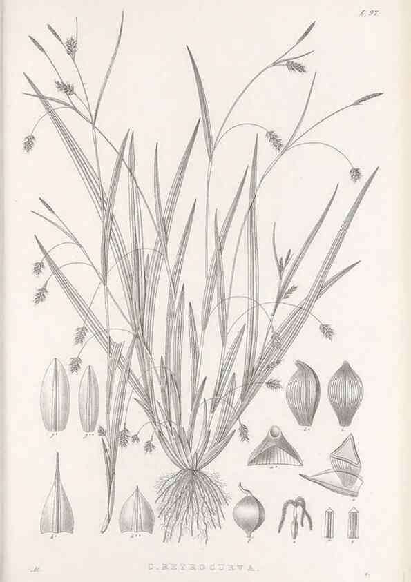 Reproducción/Reproduction 48683076707: Illustrations of the genus Carex. London :William Pamplin,1858-1867.. 