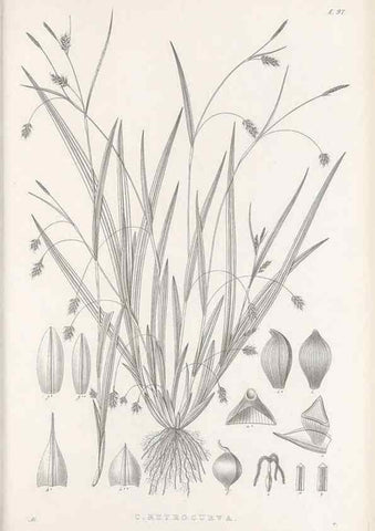 Reproducción/Reproduction 48683076707: Illustrations of the genus Carex. London :William Pamplin,1858-1867.. 