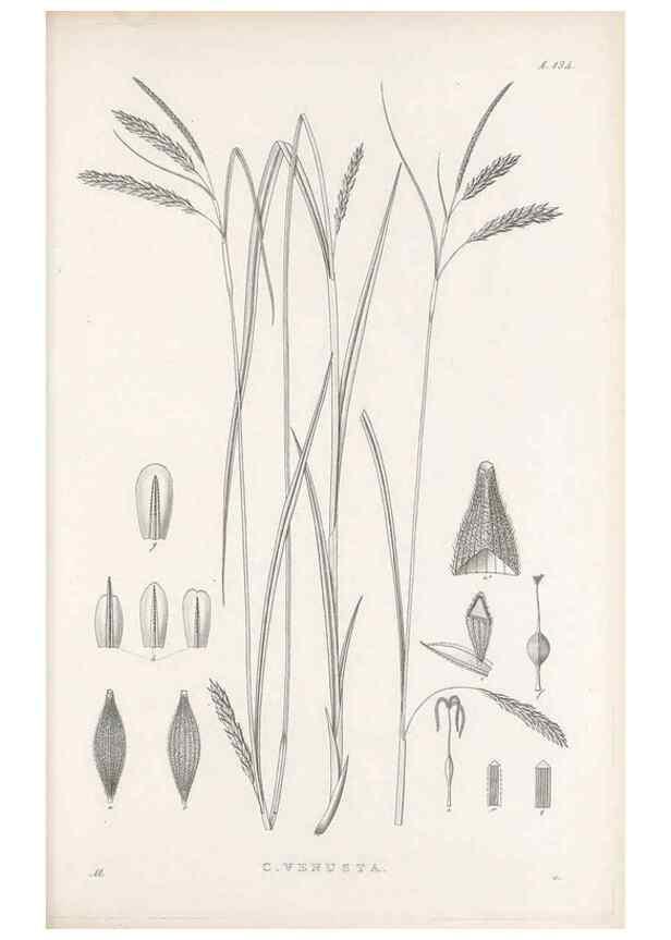 Reproducción/Reproduction 48682570643: Illustrations of the genus Carex. London :William Pamplin,1858-1867.. 