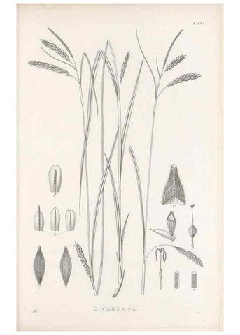 Reproducción/Reproduction 48682570643: Illustrations of the genus Carex. London :William Pamplin,1858-1867.. 