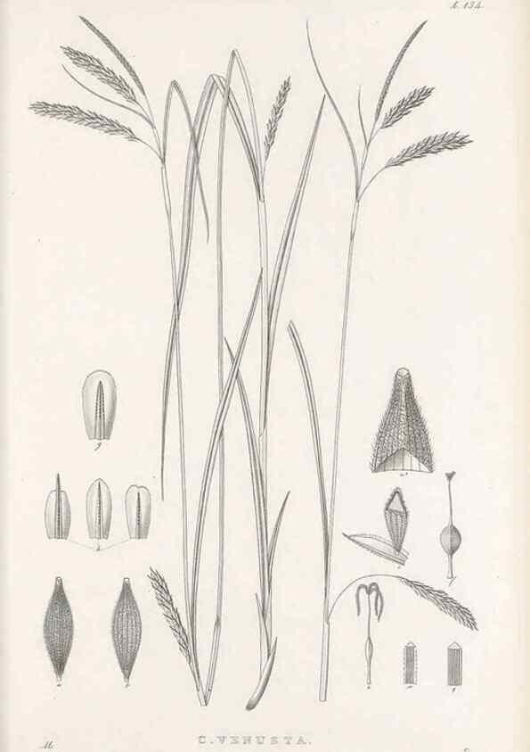 Reproducción/Reproduction 48682570643: Illustrations of the genus Carex. London :William Pamplin,1858-1867.. 