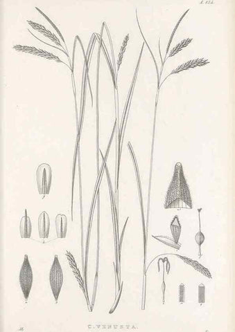 Reproducción/Reproduction 48682570643: Illustrations of the genus Carex. London :William Pamplin,1858-1867.. 