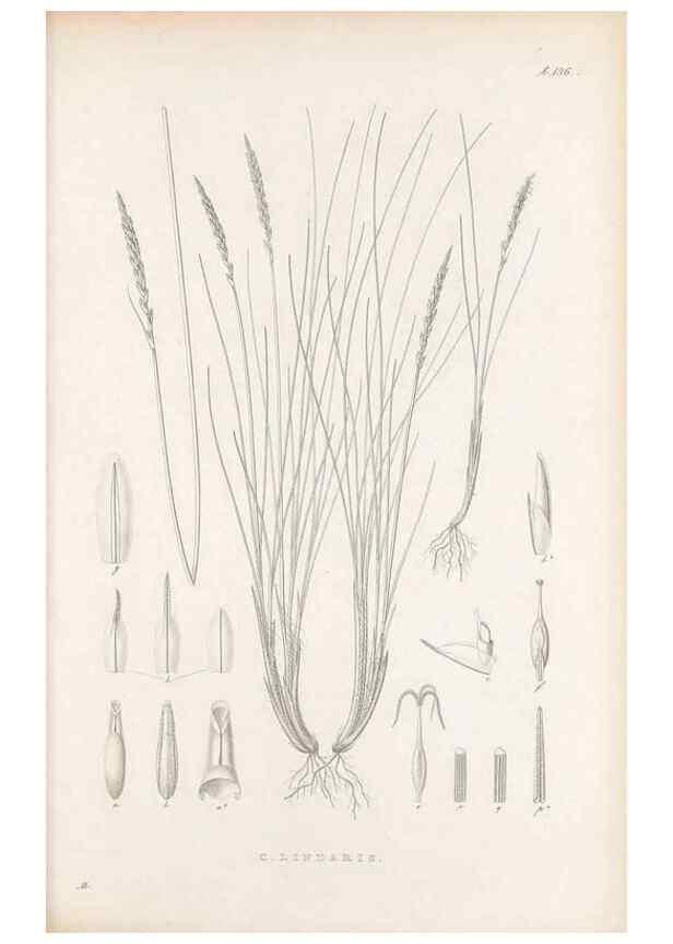 Reproducción/Reproduction 48682571183: Illustrations of the genus Carex. London :William Pamplin,1858-1867.. 