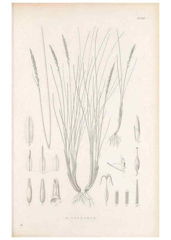 Reproducción/Reproduction 48682571183: Illustrations of the genus Carex. London :William Pamplin,1858-1867.. 