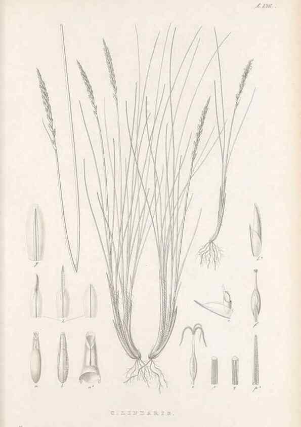 Reproducción/Reproduction 48682571183: Illustrations of the genus Carex. London :William Pamplin,1858-1867.. 