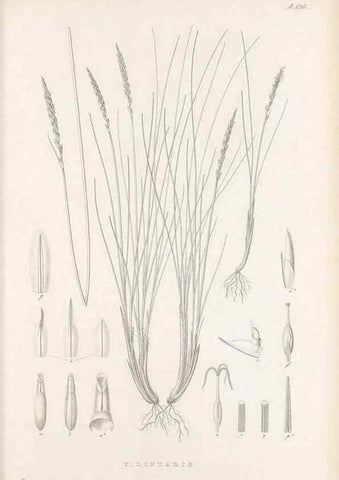 Reproducción/Reproduction 48682571183: Illustrations of the genus Carex. London :William Pamplin,1858-1867.. 