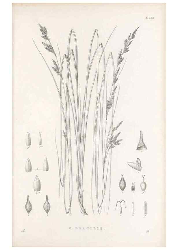 Reproducción/Reproduction 48682578573: Illustrations of the genus Carex. London :William Pamplin,1858-1867.. 