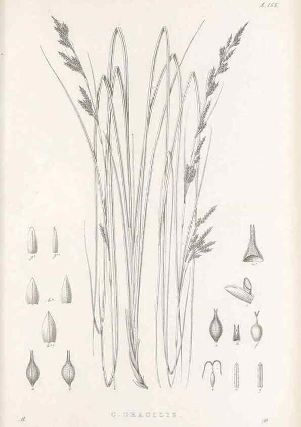 Reproducción/Reproduction 48682578573: Illustrations of the genus Carex. London :William Pamplin,1858-1867.. 