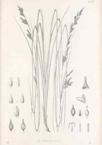 Reproducción/Reproduction 48682578573: Illustrations of the genus Carex. London :William Pamplin,1858-1867.. 