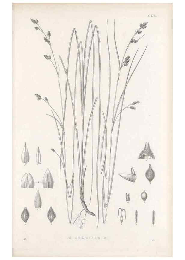 Reproducción/Reproduction 48682919621: Illustrations of the genus Carex. London :William Pamplin,1858-1867.. 