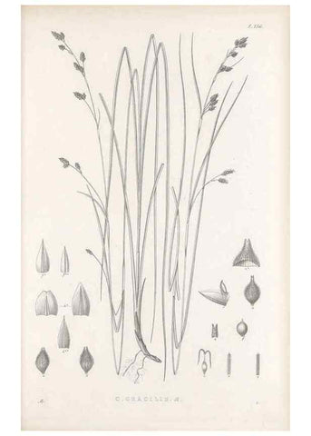 Reproducción/Reproduction 48682919621: Illustrations of the genus Carex. London :William Pamplin,1858-1867.. 