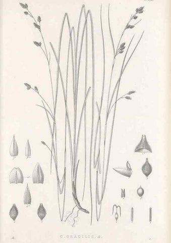 Reproducción/Reproduction 48682919621: Illustrations of the genus Carex. London :William Pamplin,1858-1867.. 
