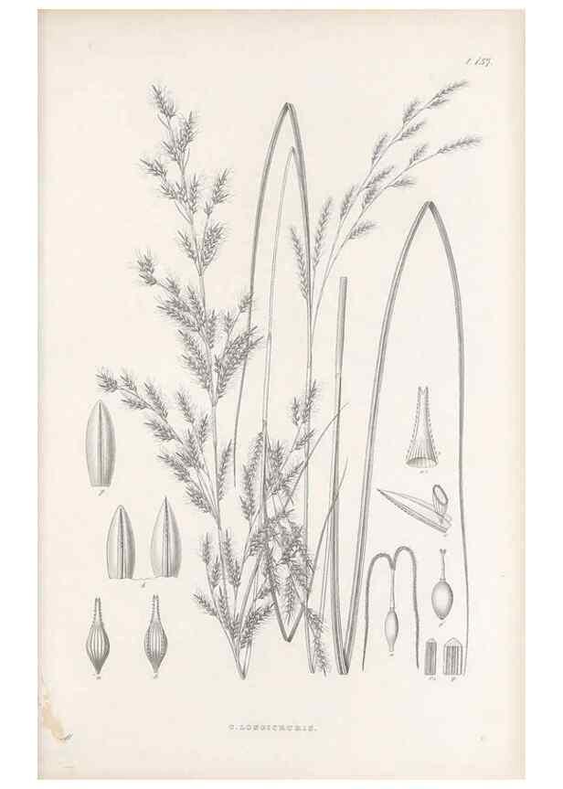Reproducción/Reproduction 48683094317: Illustrations of the genus Carex. London :William Pamplin,1858-1867.. 