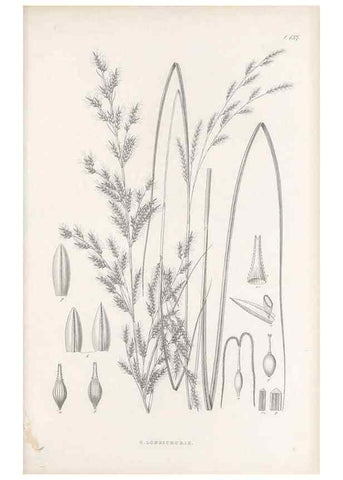 Reproducción/Reproduction 48683094317: Illustrations of the genus Carex. London :William Pamplin,1858-1867.. 