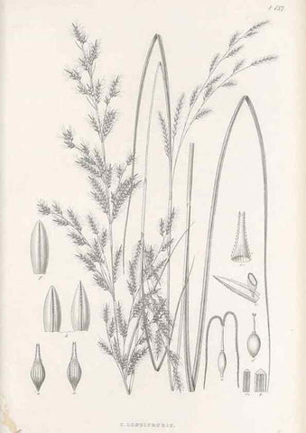 Reproducción/Reproduction 48683094317: Illustrations of the genus Carex. London :William Pamplin,1858-1867.. 