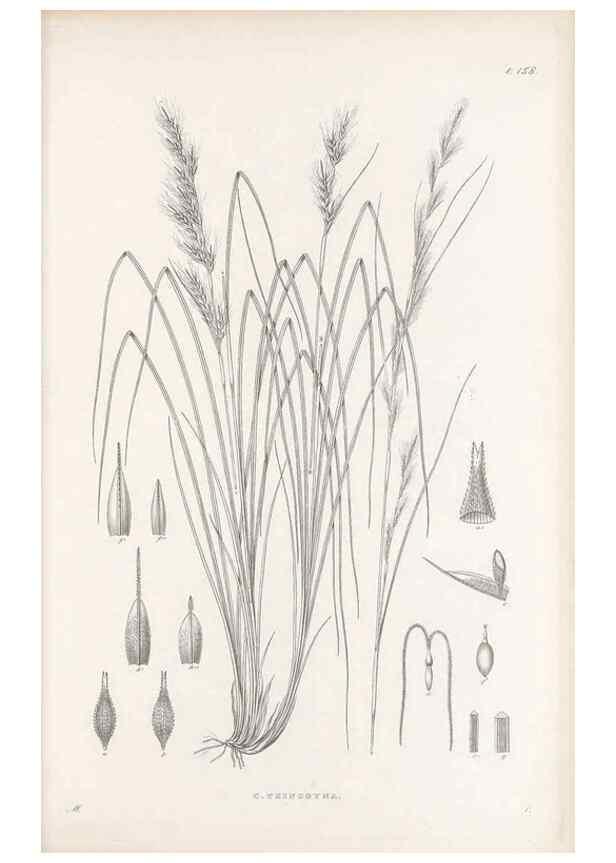 Reproducción/Reproduction 48683094647: Illustrations of the genus Carex. London :William Pamplin,1858-1867.. 