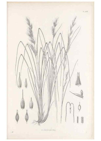 Reproducción/Reproduction 48683094647: Illustrations of the genus Carex. London :William Pamplin,1858-1867.. 