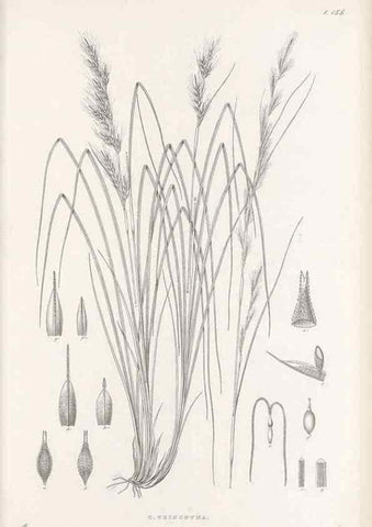 Reproducción/Reproduction 48683094647: Illustrations of the genus Carex. London :William Pamplin,1858-1867.. 