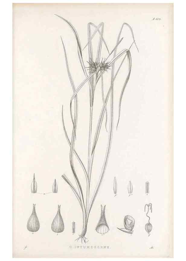 Reproducción/Reproduction 48682579883: Illustrations of the genus Carex. London :William Pamplin,1858-1867.. 