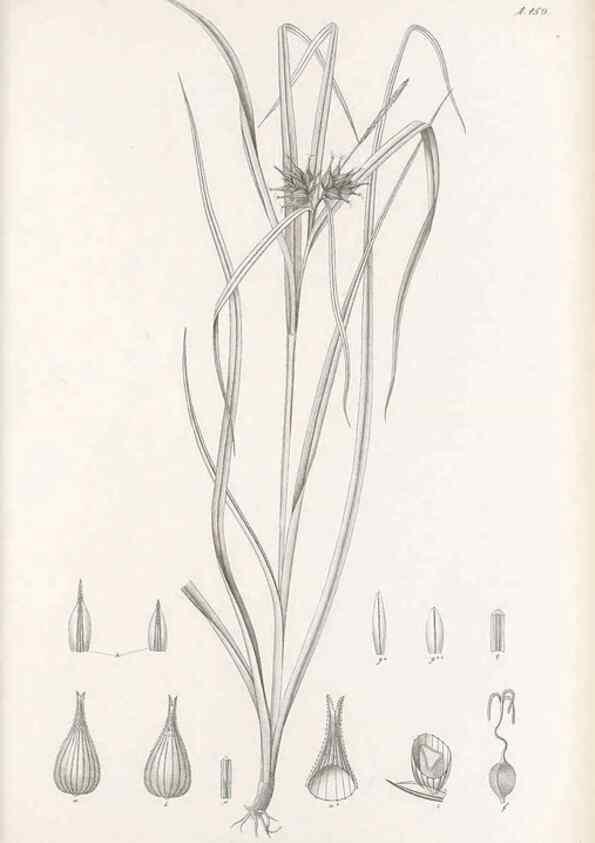 Reproducción/Reproduction 48682579883: Illustrations of the genus Carex. London :William Pamplin,1858-1867.. 