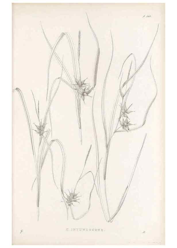 Reproducción/Reproduction 48683095157: Illustrations of the genus Carex. London :William Pamplin,1858-1867.. 