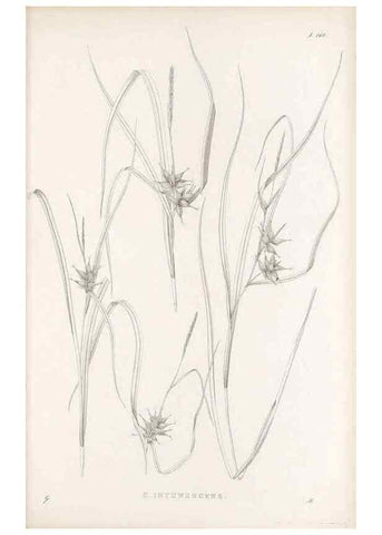 Reproducción/Reproduction 48683095157: Illustrations of the genus Carex. London :William Pamplin,1858-1867.. 