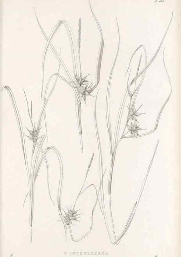 Reproducción/Reproduction 48683095157: Illustrations of the genus Carex. London :William Pamplin,1858-1867.. 