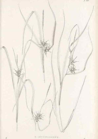 Reproducción/Reproduction 48683095157: Illustrations of the genus Carex. London :William Pamplin,1858-1867.. 