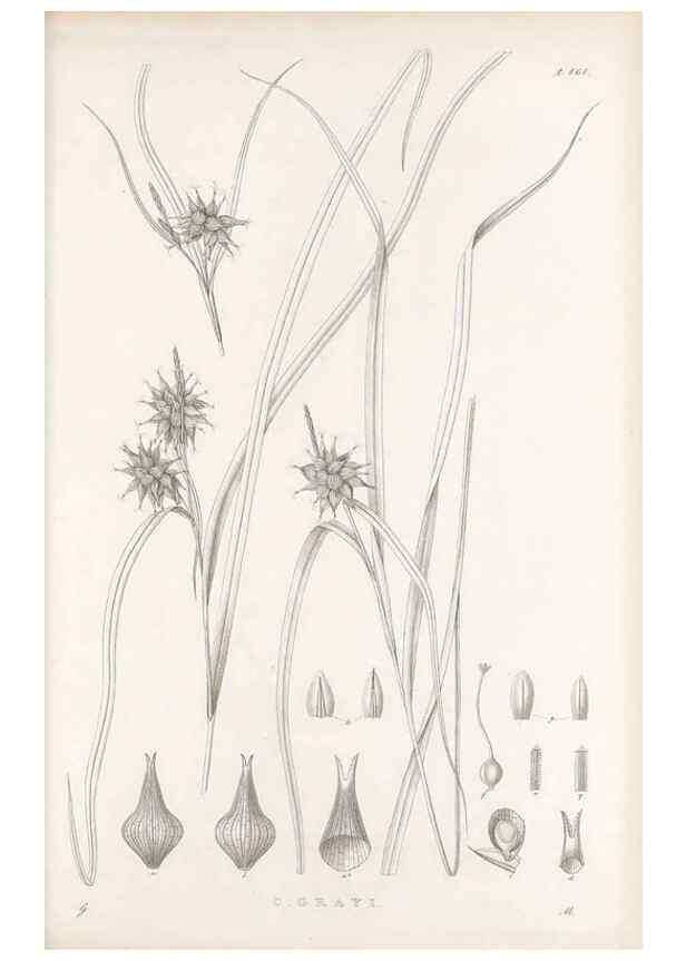 Reproducción/Reproduction 48683095502: Illustrations of the genus Carex. London :William Pamplin,1858-1867.. 