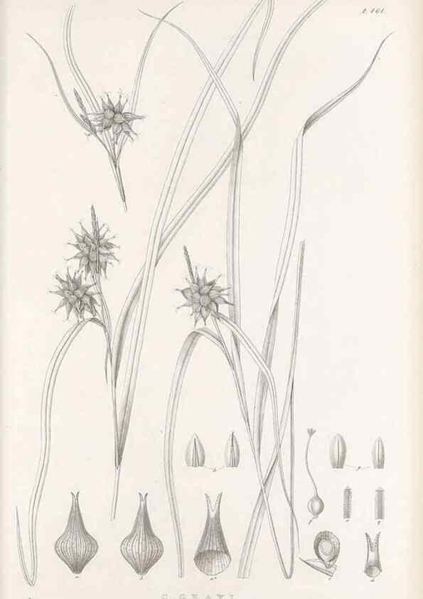 Reproducción/Reproduction 48683095502: Illustrations of the genus Carex. London :William Pamplin,1858-1867.. 
