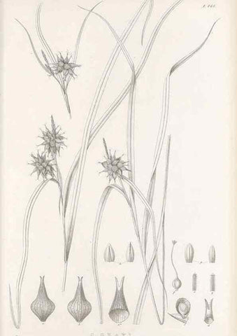 Reproducción/Reproduction 48683095502: Illustrations of the genus Carex. London :William Pamplin,1858-1867.. 
